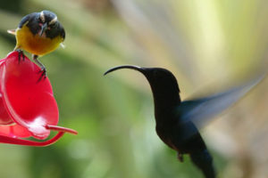 Flitterwochen Martinique - Land und Natur